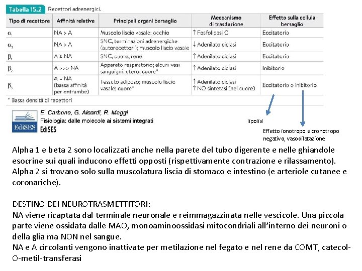 lipolisi Effetto ionotropo e cronotropo negativo, vasodilatazione Alpha 1 e beta 2 sono localizzati