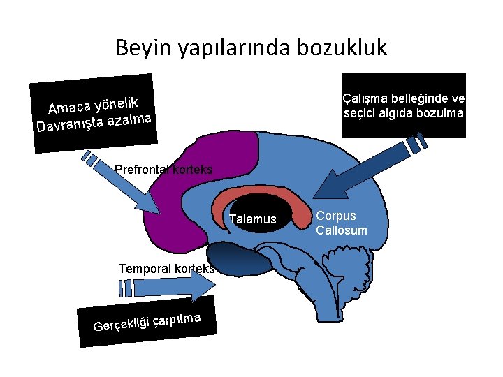 Beyin yapılarında bozukluk belleğinde ve • Amaca yönelik Çalışma seçici algıda bozulma • davranışta