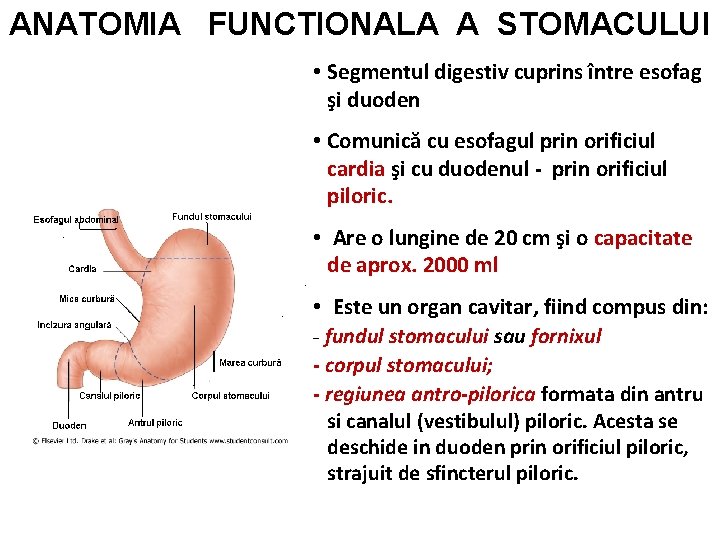 ANATOMIA FUNCTIONALA A STOMACULUI • Segmentul digestiv cuprins între esofag şi duoden • Comunică