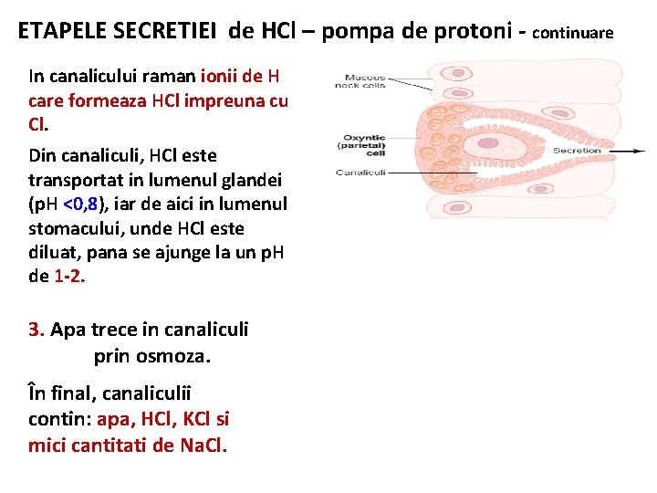 ETAPELE SECRETIEI de HCl – pompa de protoni - continuare In canalicului raman ionii
