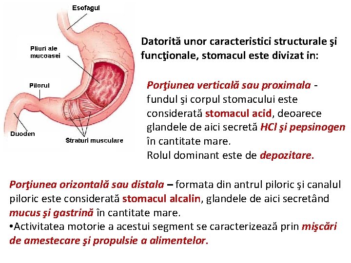 Datorită unor caracteristici structurale şi funcţionale, stomacul este divizat in: Porţiunea verticală sau proximala