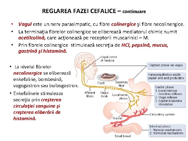 REGLAREA FAZEI CEFALICE – continuare • Vagul este un nerv parasimpatic, cu fibre colinergice