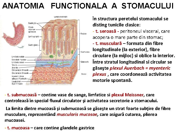 ANATOMIA FUNCTIONALA A STOMACULUI În structura peretelui stomacului se Despopoulos, Color Atlas of Physiology