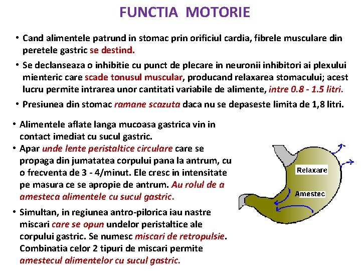 FUNCTIA MOTORIE • Cand alimentele patrund in stomac prin orificiul cardia, fibrele musculare din