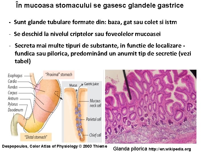 În mucoasa stomacului se gasesc glandele gastrice - Sunt glande tubulare formate din: baza,