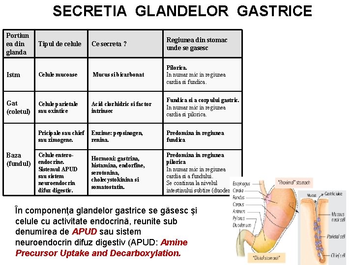 SECRETIA GLANDELOR GASTRICE Portiun ea din glanda Tipul de celule Ce secreta ? Regiunea