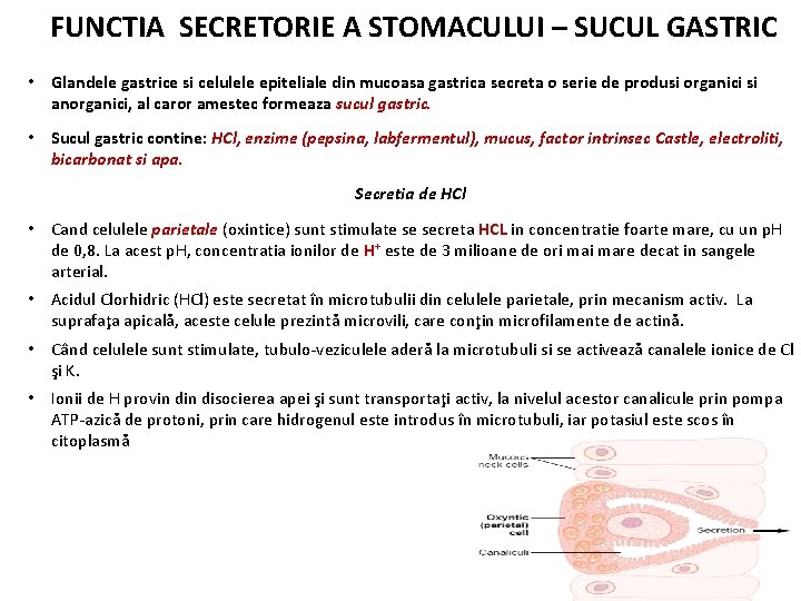 FUNCTIA SECRETORIE A STOMACULUI – SUCUL GASTRIC • Glandele gastrice si celulele epiteliale din