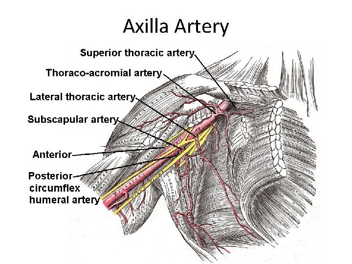 Axilla Artery 