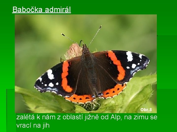 Babočka admirál Obr. 8 zalétá k nám z oblastí jižně od Alp, na zimu