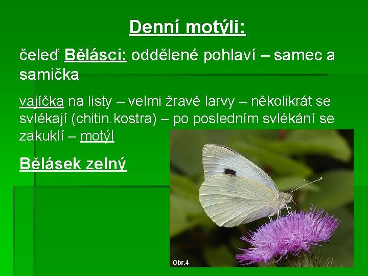 Denní motýli: čeleď Bělásci: oddělené pohlaví – samec a samička vajíčka na listy –