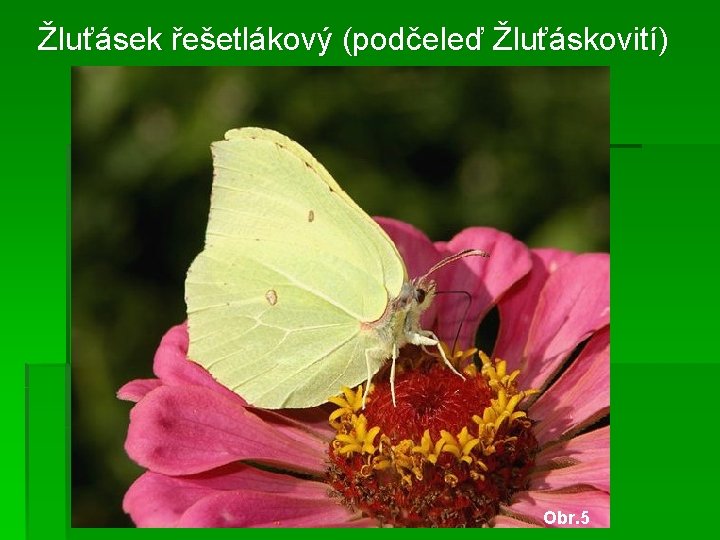 Žluťásek řešetlákový (podčeleď Žluťáskovití) Obr. 5 