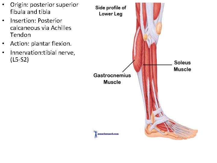  • Origin: posterior superior fibula and tibia • Insertion: Posterior calcaneous via Achilles