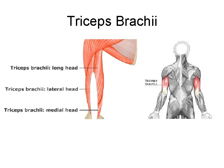 Triceps Brachii 