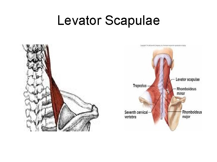 Levator Scapulae 