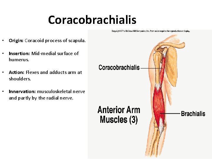 Coracobrachialis • Origin: Coracoid process of scapula. • Insertion: Mid-medial surface of humerus. •