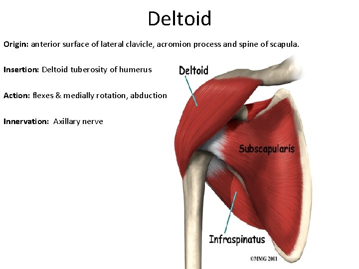 Deltoid Origin: anterior surface of lateral clavicle, acromion process and spine of scapula. Insertion:
