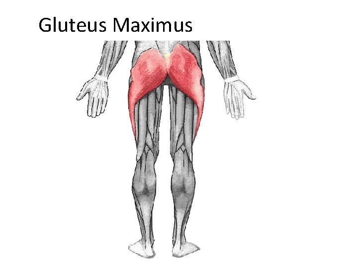 Gluteus Maximus 