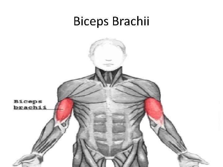 Biceps Brachii 