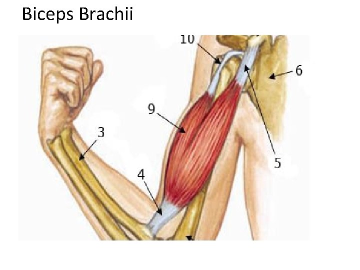 Biceps Brachii 