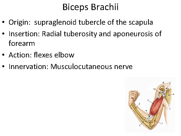 Biceps Brachii • Origin: supraglenoid tubercle of the scapula • Insertion: Radial tuberosity and