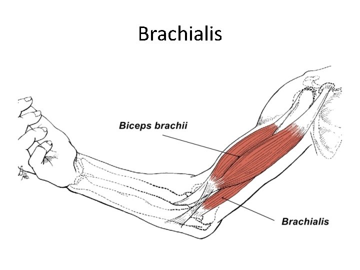 Brachialis 