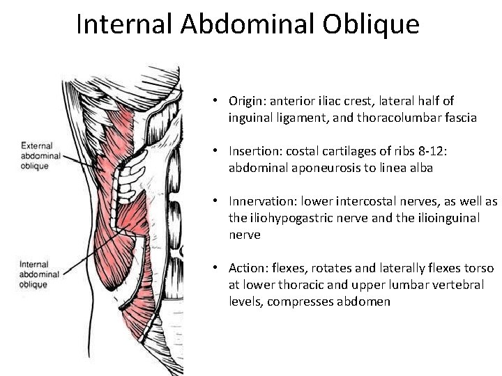 Internal Abdominal Oblique • Origin: anterior iliac crest, lateral half of inguinal ligament, and