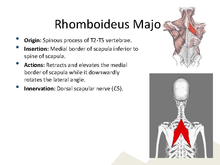 Rhomboideus Major • • Origin: Spinous process of T 2 -T 5 vertebrae. Insertion:
