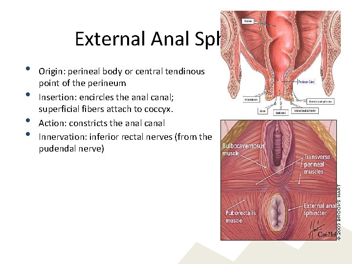 External Anal Sphincter • • Origin: perineal body or central tendinous point of the