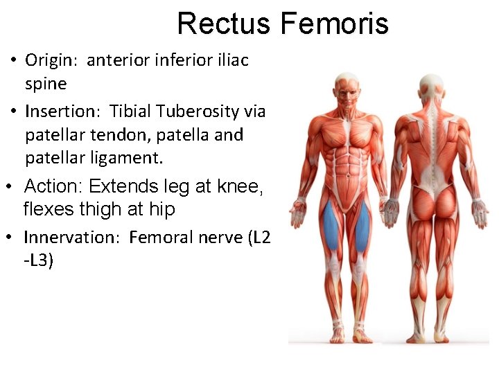 Rectus Femoris • Origin: anterior inferior iliac spine • Insertion: Tibial Tuberosity via patellar