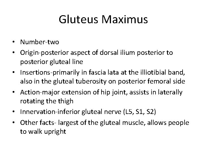 Gluteus Maximus • Number-two • Origin-posterior aspect of dorsal ilium posterior to posterior gluteal
