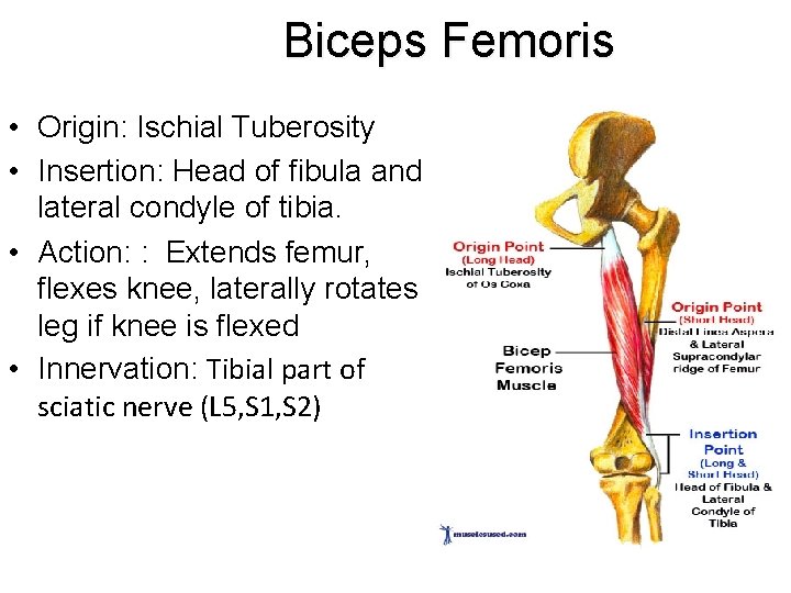 Biceps Femoris • Origin: Ischial Tuberosity • Insertion: Head of fibula and lateral condyle