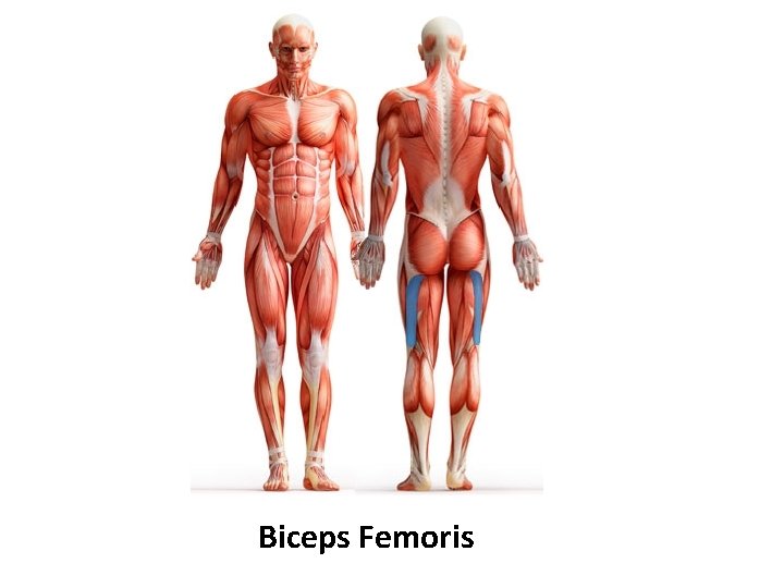 Biceps Femoris 