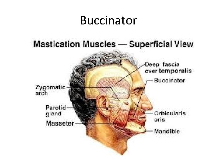 Buccinator 