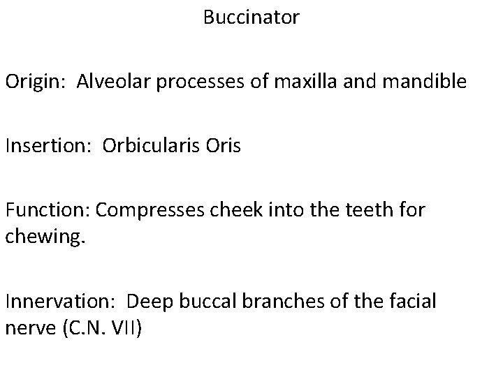 Buccinator Origin: Alveolar processes of maxilla and mandible Insertion: Orbicularis Oris Function: Compresses cheek