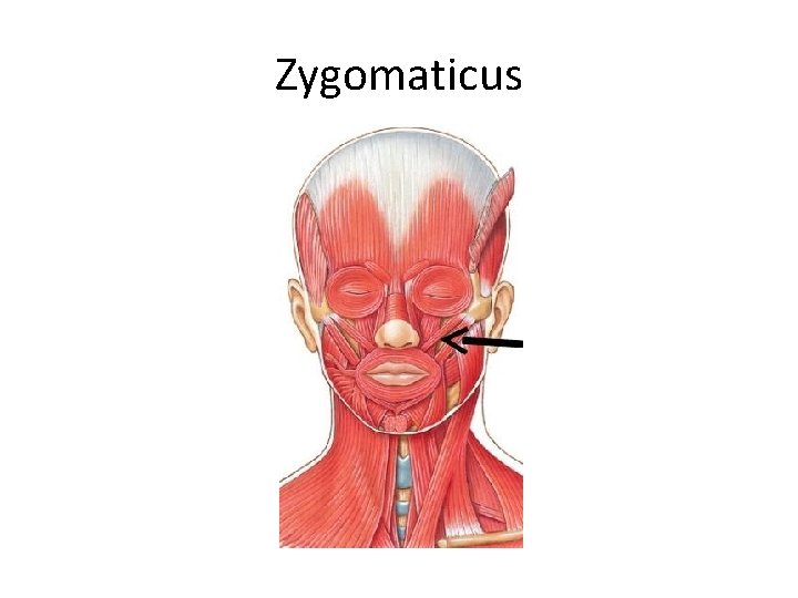 Zygomaticus 