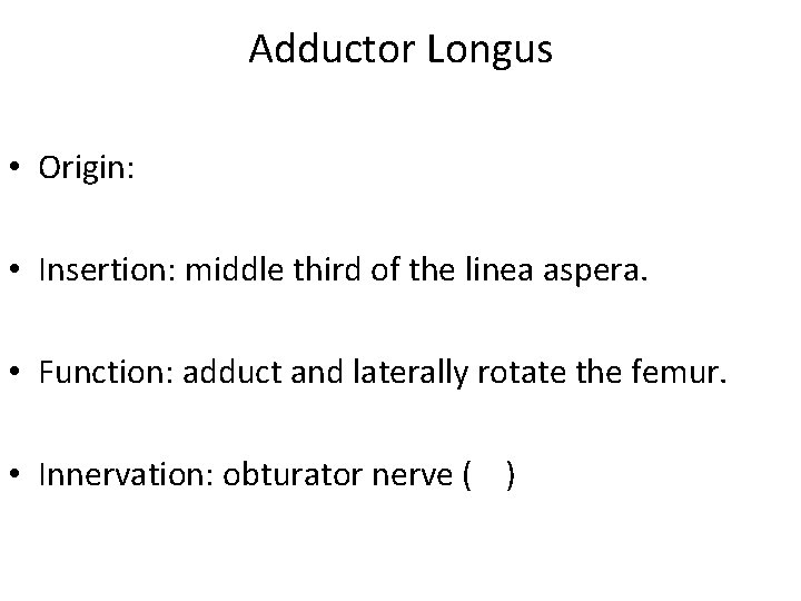 Adductor Longus • Origin: • Insertion: middle third of the linea aspera. • Function: