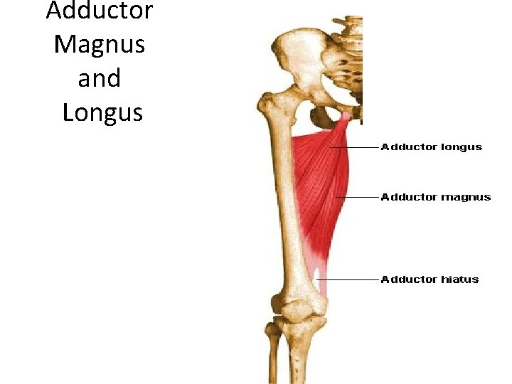 Adductor Magnus and Longus 