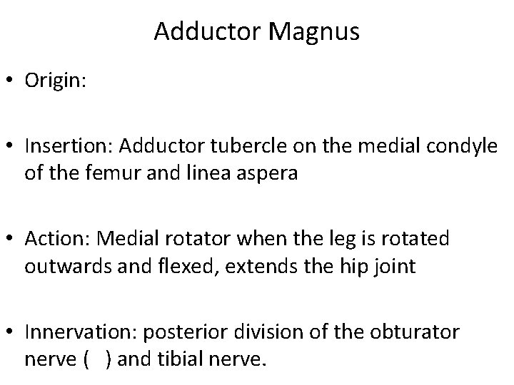 Adductor Magnus • Origin: • Insertion: Adductor tubercle on the medial condyle of the
