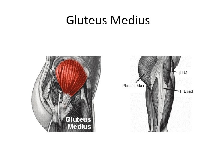 Gluteus Medius 