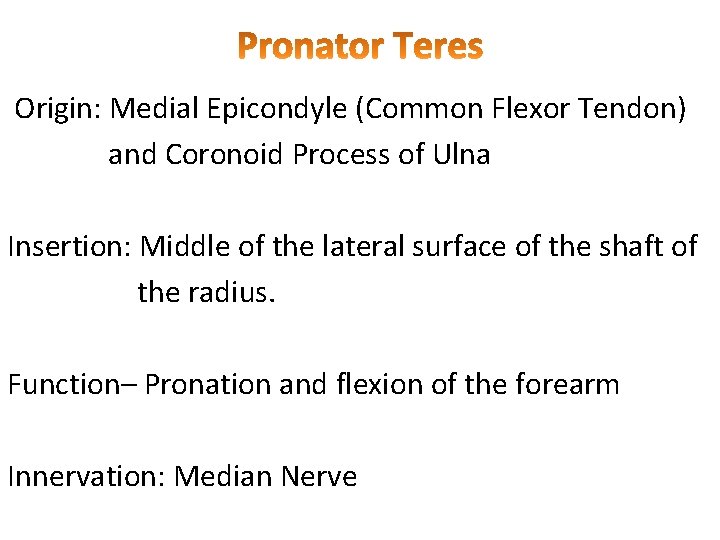 Origin: Medial Epicondyle (Common Flexor Tendon) and Coronoid Process of Ulna Insertion: Middle of