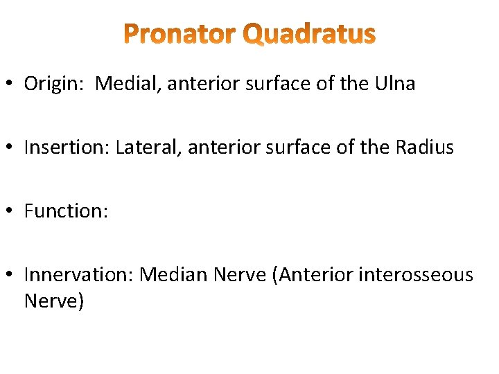  • Origin: Medial, anterior surface of the Ulna • Insertion: Lateral, anterior surface