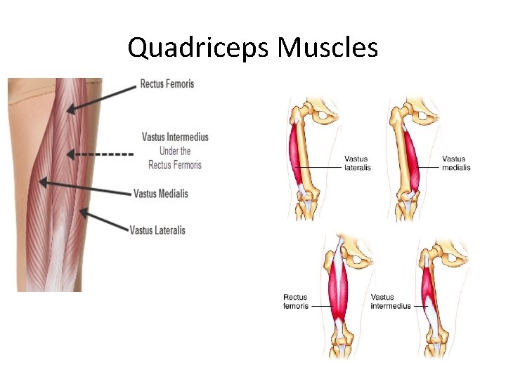 Quadriceps Muscles 