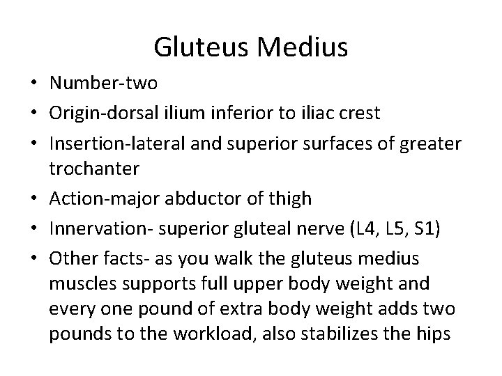 Gluteus Medius • Number-two • Origin-dorsal ilium inferior to iliac crest • Insertion-lateral and