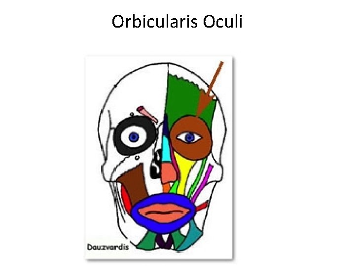 Orbicularis Oculi 