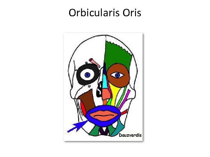 Orbicularis Oris 