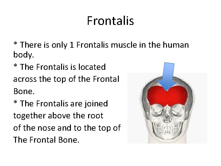 Frontalis * There is only 1 Frontalis muscle in the human body. * The