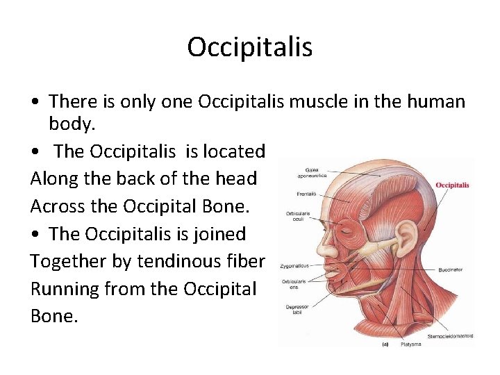 Occipitalis • There is only one Occipitalis muscle in the human body. • The
