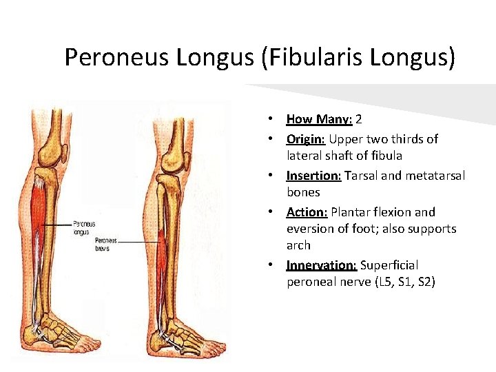 Peroneus Longus (Fibularis Longus) • How Many: 2 • Origin: Upper two thirds of