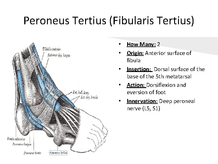 Peroneus Tertius (Fibularis Tertius) • How Many: 2 • Origin: Anterior surface of fibula