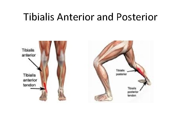 Tibialis Anterior and Posterior 